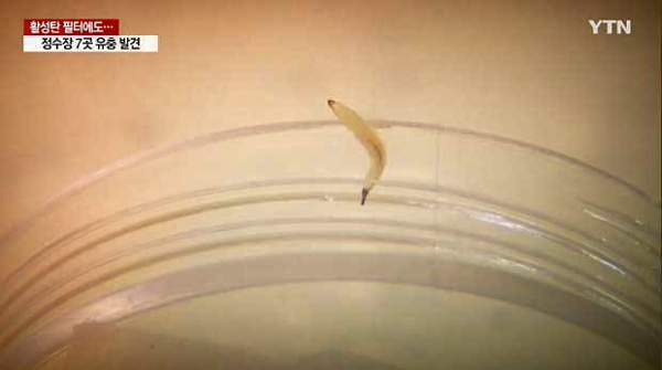 水道水から確認された幼虫(写真は韓国のテレビ局YTNの動画放送よりキャプチャー)